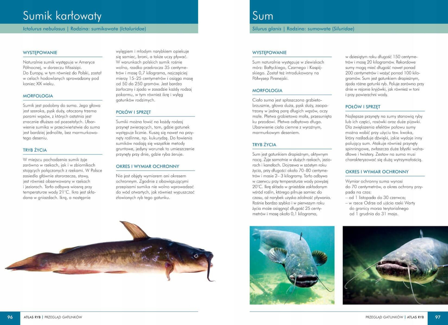 Atlas RYB POLSKICH 140 Gatunków Polska Ichtiofauna Opisy i Fotografie SBM_5