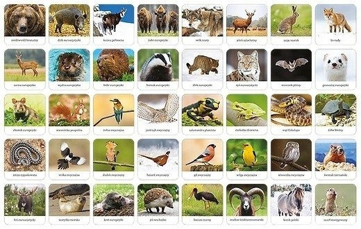 Memory FAUNA POLSKI Gra Pamięciowa Dla Dzieci Pamięć 5+ Adamigo 07738_2