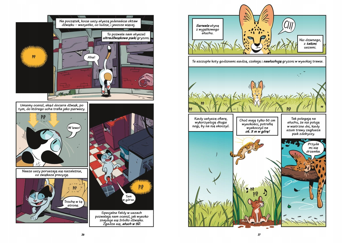 Koty Natura i Wychowanie Naukomiks Andy Hirsch 6+ Nasza Księgarnia_6