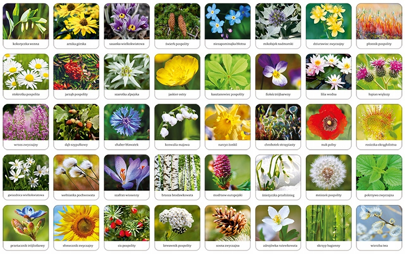 Memory FLORA POLSKI Gra Pamięciowa Dla Dzieci Pamięć 5+ Adamigo 7851_2