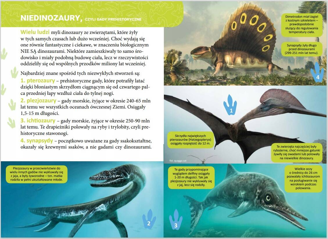 Mała Encyklopedia Dinozaury Fakty Ciekawostki Zofia Zabrzeska 5+ Skrzat_4