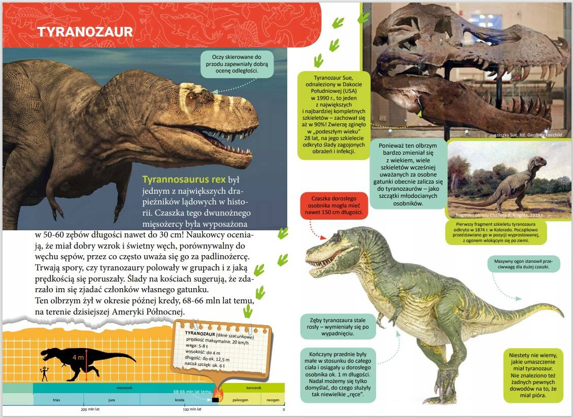 Mała Encyklopedia Dinozaury Fakty Ciekawostki Zofia Zabrzeska 5+ Skrzat_5