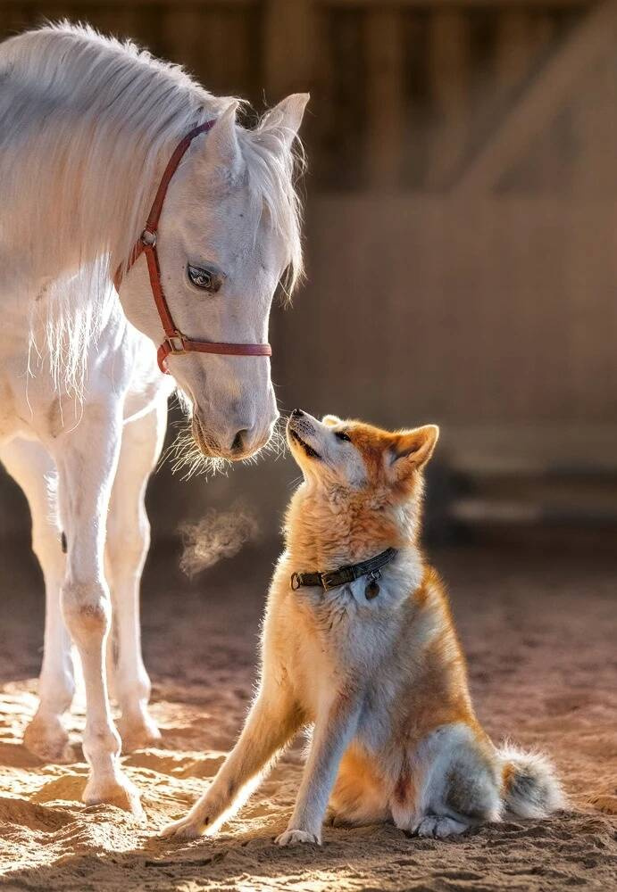 Puzzle 1000 Układanka Przyjaźń PIES KOŃ Piesek SHIBA Inu Konik 9+ Castor_1