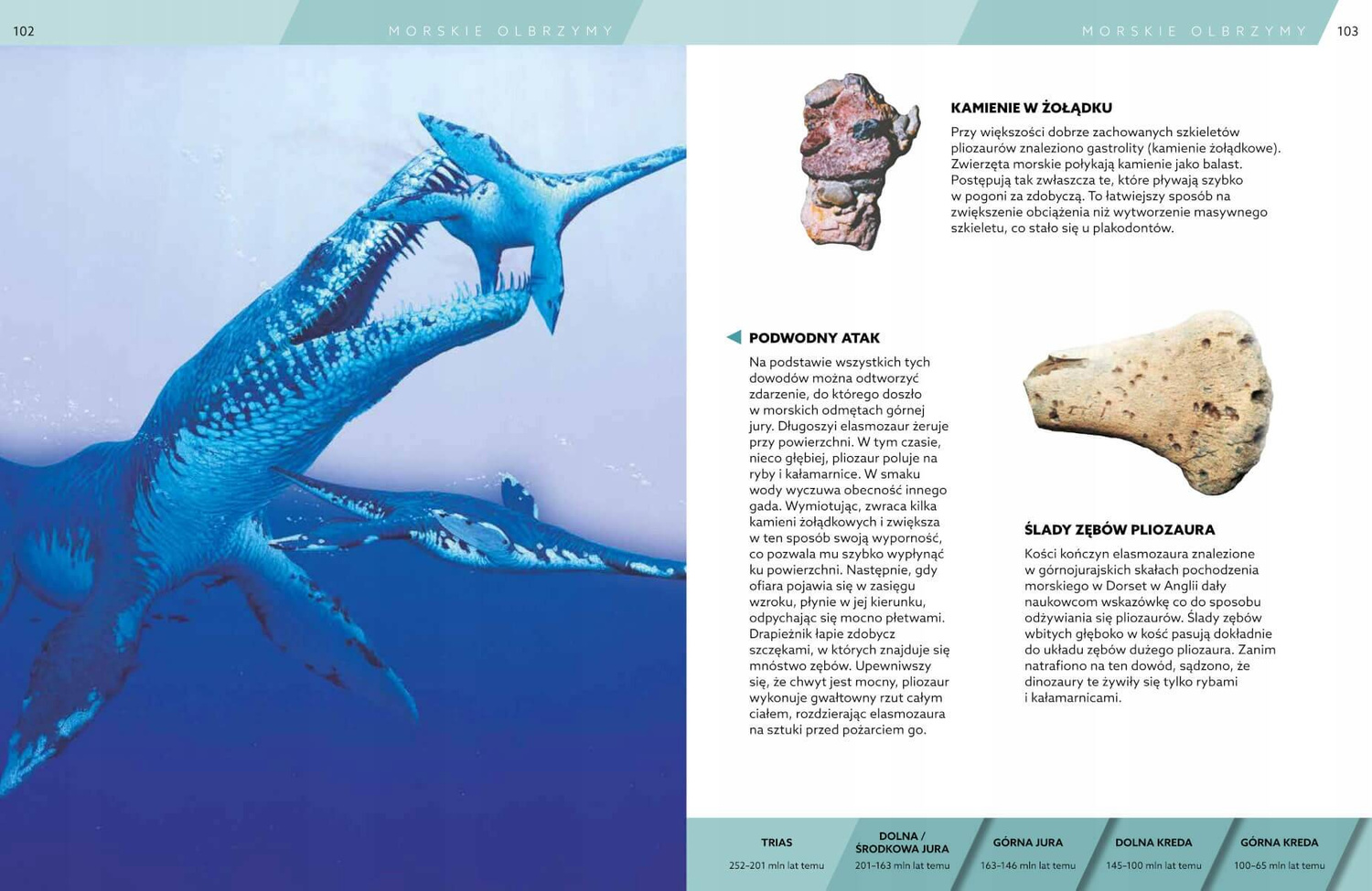 Encyklopedia DINOZAURY Książka O Dinozaurach SBM (TW)_5