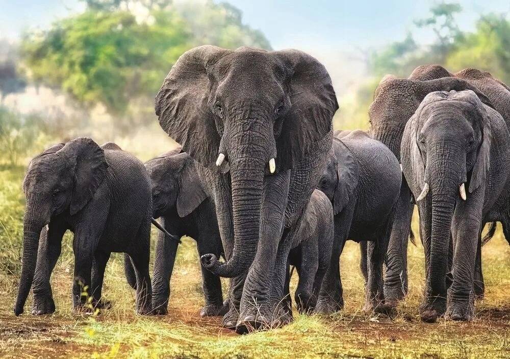 Puzzle 1000 Zwierzęta Afrykańskie słonie Trefl_1