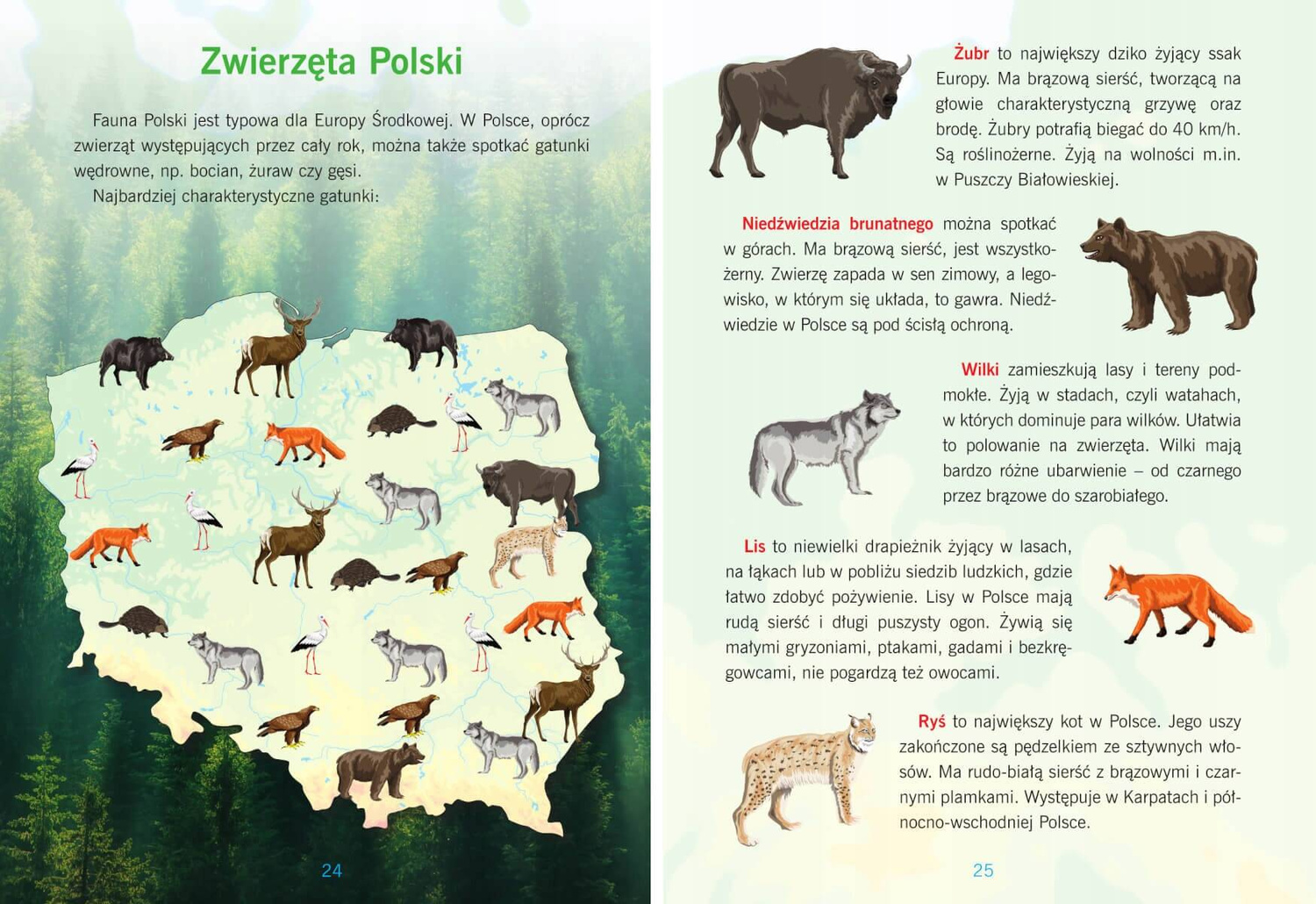 Atlas POLSKI Dla Dzieci Miasta Województwa Jeziora Góry Rzeki Zwierzęta SBM_5