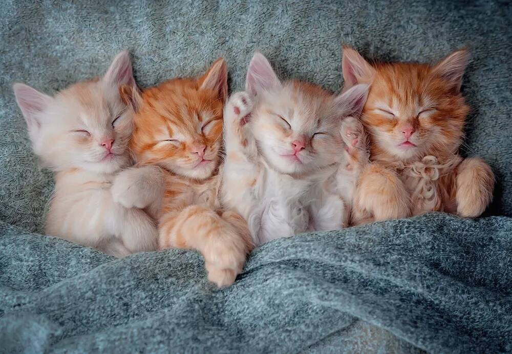 Puzzle 1000 Układanka Słodkie KOTKI Koty Kot Śpiące Obraz 9+ Castorland_1
