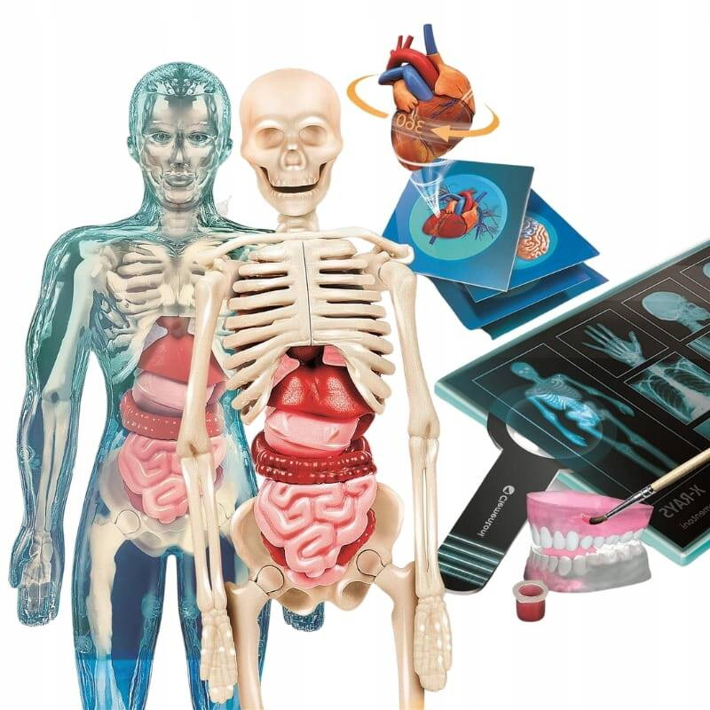 Zestaw Super ANATOMIA CZŁOWIEKA Nauka Zabawa Dla Dzieci 8+ Clementoni_2