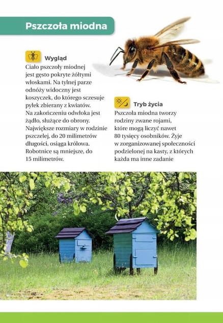 Zestaw Książek o OWADACH Atlas Owadów i Jaki To Owad? SBM (TW)_5