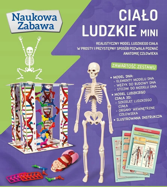 Ciało Ludzkie Model ANATOMIA Naukowa Zabawa MINI 8+ Clementoni 50515_6