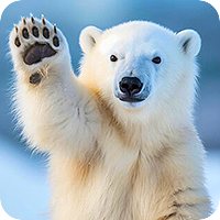 mis_polarny_bohater