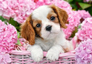 Puzzle 180 Układanka Pies SZCZENIAK Cavalier King Charles SPANIEL 7+ Castor