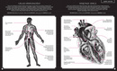 Gabinet Anatomii "Trójwastrowe" Ilustracje Kate Davies 8+ Dwie Siostry