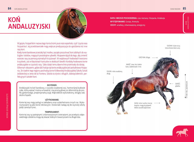 Atlas dla dzieci. Jaki to koń?