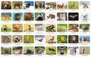 Memory FAUNA POLSKI Gra Pamięciowa Dla Dzieci Pamięć 5+ Adamigo 07738