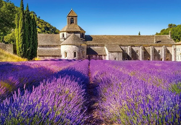 Puzzle 1000 Lavender Field In Provence, France Castorland 