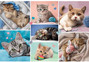 Puzzle 100 W kocim świecie Trefl 16420 