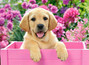 Puzzle 300 Lablador Puppy In Pink Box Castorland 