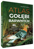 GOŁEBIE BARWNE