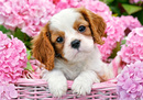 Puzzle 500 Pup In Pink Flowers Castorland