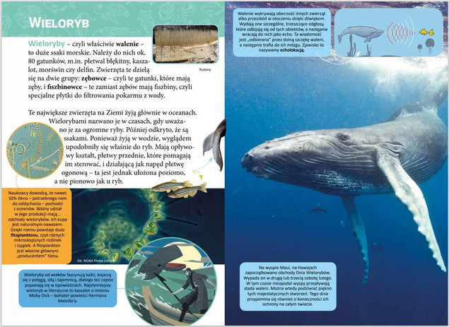 Mała encyklopedia. Zwierzęta morskie