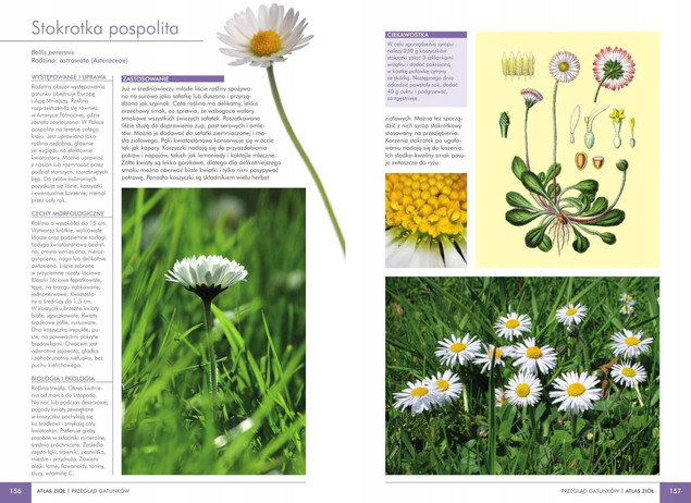 Atlas roślin leczniczych