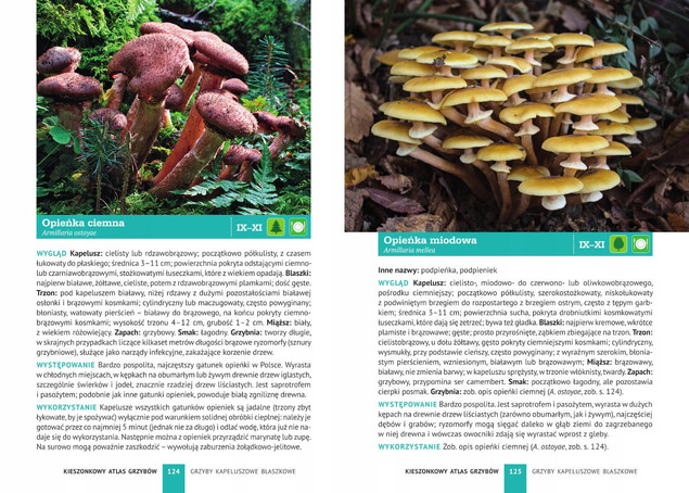 Kieszonkowy atlas grzybów