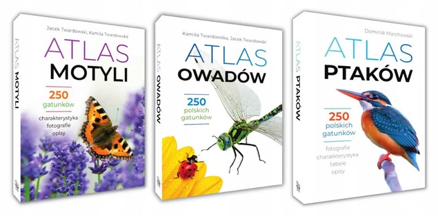 Atlas motyli