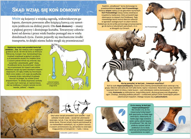 Mała Encyklopedia Konie Fakty Ciekawostki Monika Ślizowska 5+ Skrzat