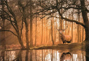 Puzzle 500 Peace Collection Rustling Silence