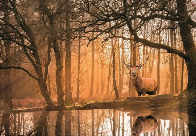 Puzzle 500 Peace Collection Rustling Silence