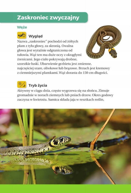 Atlas dla dzieci. Jaki to gad?