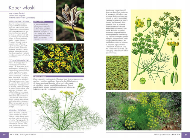 ZESTAW | Atlas Roślin Leczniczych + Atlas Ziół SBM