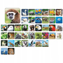 Gra Memory Zoo Pamięciowa Dla Dzieci Pamięć 5+ Adamigo