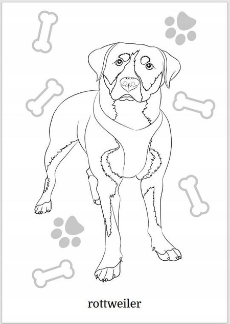 Maluszkowe malowanie. Psy rasowe