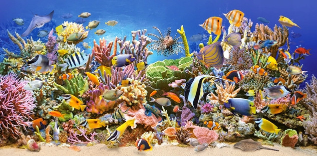Puzzle 4000 Underwater Life Castorland 