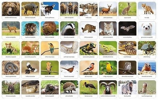 Memory. Fauna Polski Adamigo