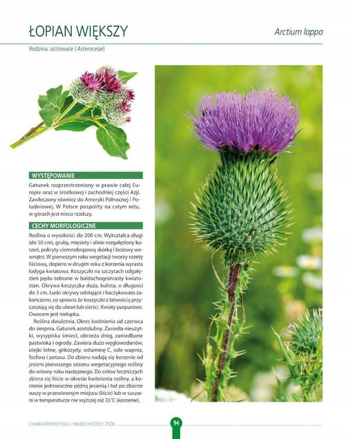 Zioła. Naturalne lekarstwa z pól i ogrodów