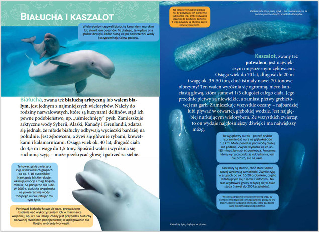 Mała encyklopedia. Zwierzęta morskie