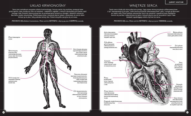 Gabinet Anatomii "Trójwastrowe" Ilustracje Kate Davies 8+ Dwie Siostry