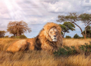 PUZZLE 1000 HQ KRÓL LEW DZIKIE ZWIERZĘTA 