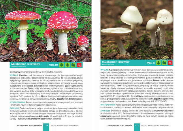 KIESZONKOWY ATLAS GRZYBÓW KSIĄŻKA O GRZYBACH PORADNIK 180 GATUNKÓW