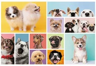 Puzzle 160 Układanka Psy PIESKI Psia Przyjaźń Pies Piesek Słodkie 6+ Trefl