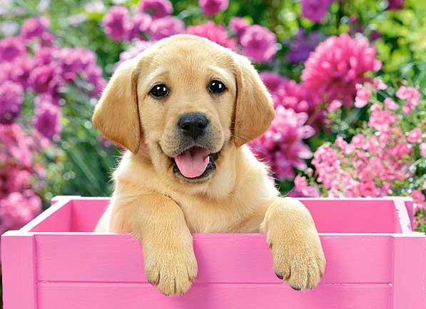 Puzzle 300 Lablador Puppy In Pink Box Castorland 