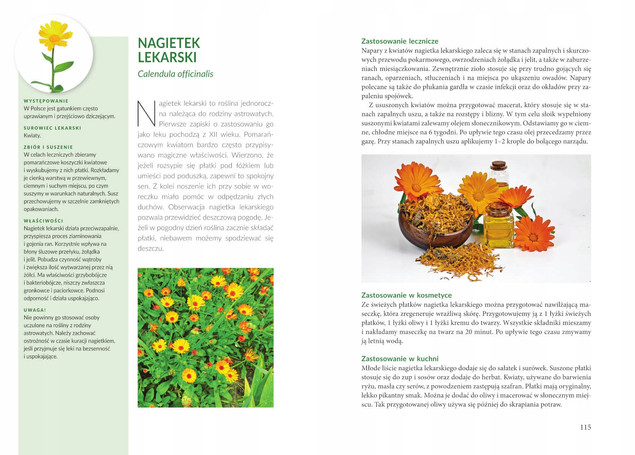 Zioła polskie. Wykorzystanie lecznicze, ...