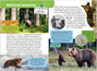 Mała encyklopedia. Zwierzęta leśne
