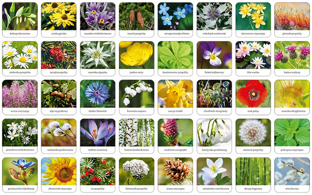 Memory - Flora Polski