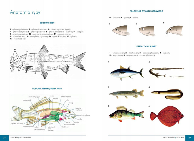 Atlas RYB POLSKICH 140 Gatunków Polska Ichtiofauna Opisy i Fotografie SBM