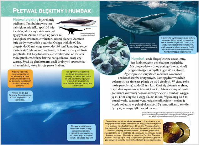 Mała encyklopedia. Zwierzęta morskie