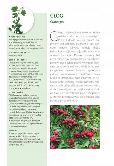 Zioła. Naturalne lekarstwa z pól i ogrodów